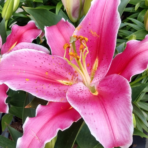 Meet your Posher, Olivia - Picture 5 of 7